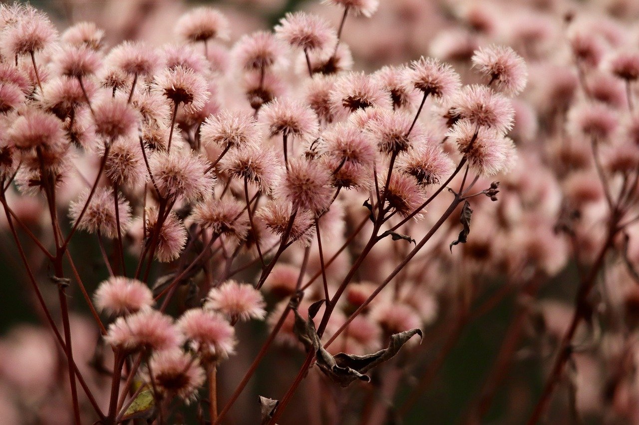 ORIS豪利时红酒双爆珠:acer代理平台