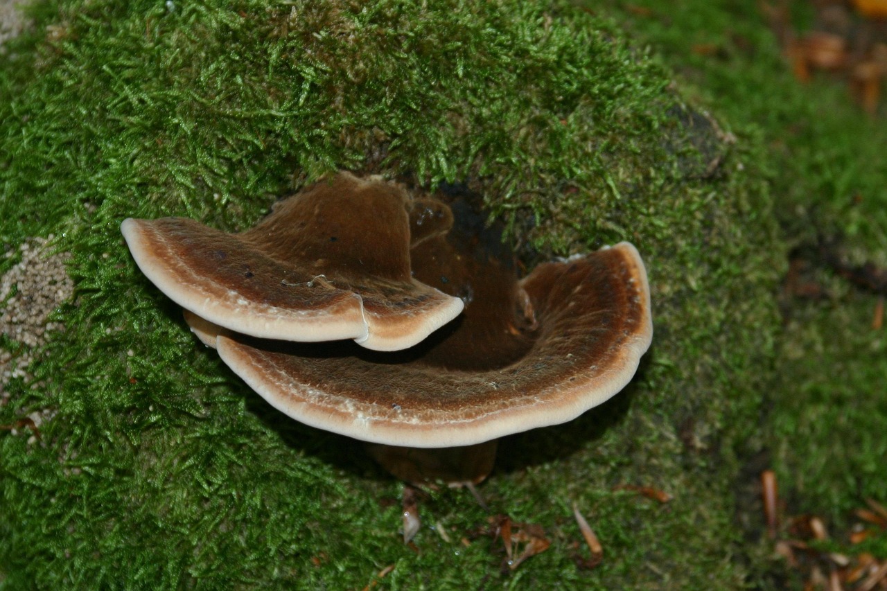 世界弹珠物语：同城零食花束成品购买平台